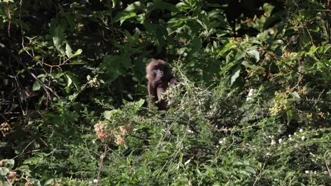 Gelada sit in tree eating white flowers 스톡 동영상 258810852