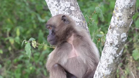 Gelada sit in tree looking around close up Vidéo 258541648