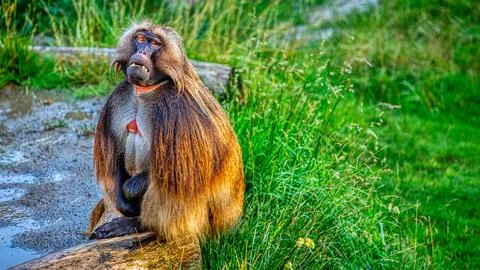 A Gelada sitting in the grass Stock Photos