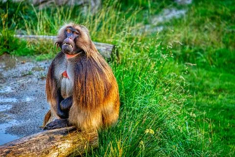 A Gelada sitting on a log Stock Photos