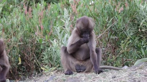 Gelada tear up root and feed close up Vidéo 258810853