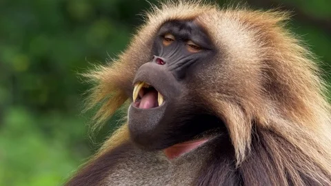 Gelada (Theropithecus gelada) chewing Stockbeeldmateriaal 90769537