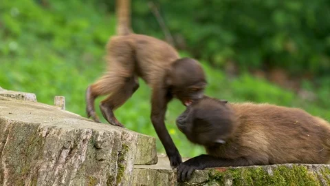 Gelada (Theropithecus gelada) children playing Stock Footage 90771827