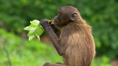 Gelada (Theropithecus gelada) eating leaves Stock Footage 90772435