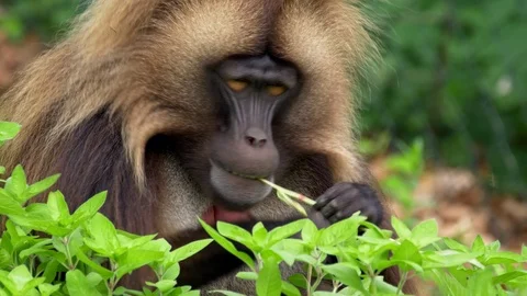 Gelada (Theropithecus gelada) eating leaves Stockbeeldmateriaal 91162833