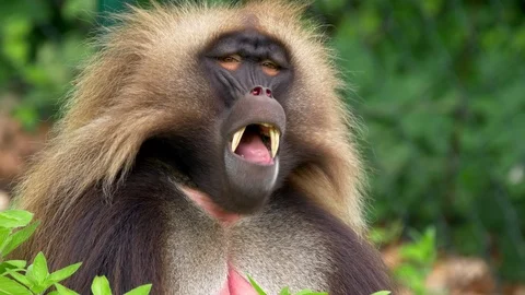 Gelada (Theropithecus gelada) eating leaves Stock Footage 91163767
