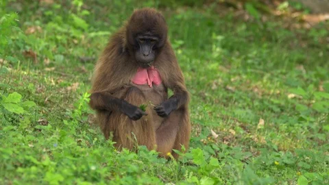 Gelada (Theropithecus gelada) feeding on grass Stockbeeldmateriaal 91162170