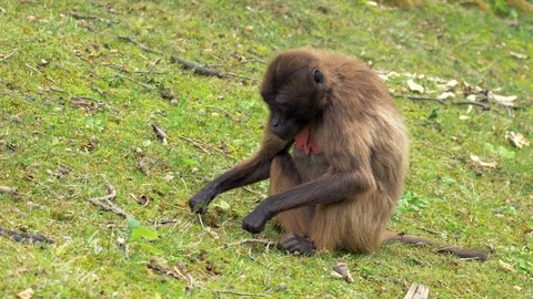 Gelada (Theropithecus gelada) feeding on grass Stockbeeldmateriaal 91162476