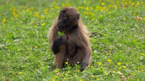 Gelada (Theropithecus gelada) feeding on grass Stockbeeldmateriaal 91162818