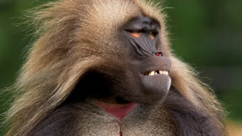 Gelada (Theropithecus gelada) gesturing Stock Footage 90769468
