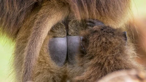 Gelada (Theropithecus gelada) grooming Stock Footage 90772011