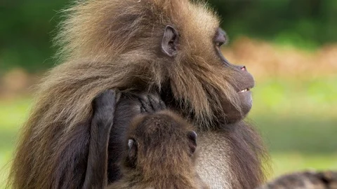 Gelada (Theropithecus gelada) grooming Stock Footage 90772210