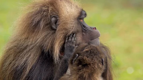 Gelada (Theropithecus gelada) grooming Stockbeeldmateriaal 91163843