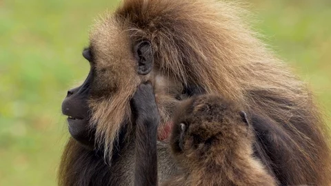Gelada (Theropithecus gelada) grooming Stockbeeldmateriaal 91164344