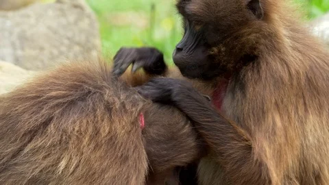 Gelada (Theropithecus gelada) grooming Stockbeeldmateriaal 91164964