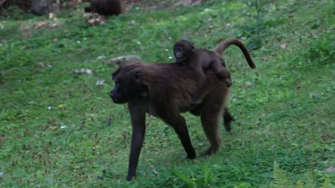The gelada (Theropithecus gelada) monkeys, a female carrying a young one. Stock Footage 236103493