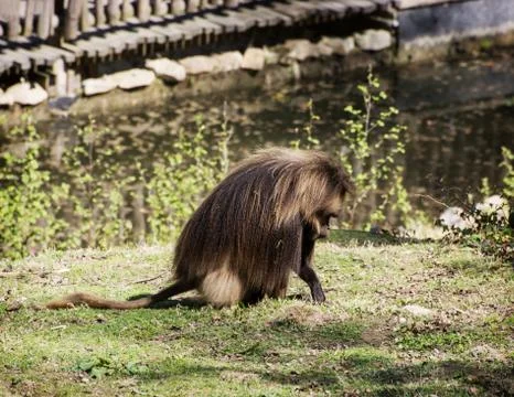 Gelada (theropithecus gelada) Stock Photos
