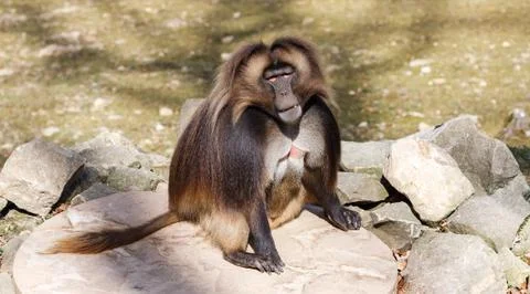 The gelada (Theropithecus gelada) Foto stock