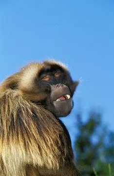 GELADA theropithecus gelada Stock Photos