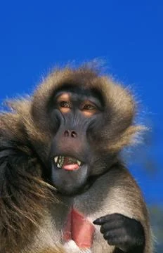 GELADA theropithecus gelada Stock Photos