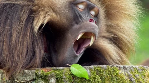 Gelada (Theropithecus gelada) resting and yawning Stock Footage 90768991