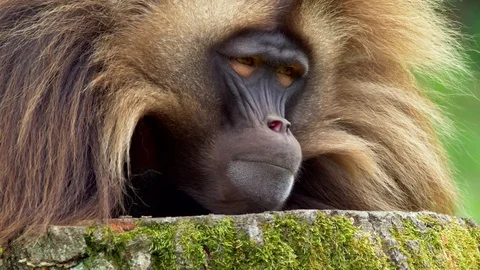 Gelada (Theropithecus gelada) resting Video stock 90769087