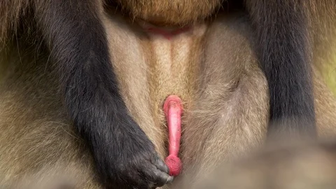 Gelada (Theropithecus gelada) scratching its crotch Stock Footage 90771876
