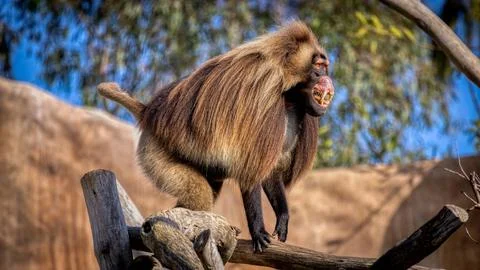 A Gelada in a tree Stock Photos