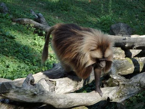 Gelada,(Theropithecus gelada) Stock Photos