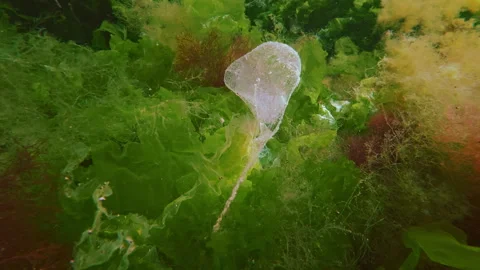 Gelatinous transparent bag attached to algae swaying softly in underwater Stock Footage 342749819
