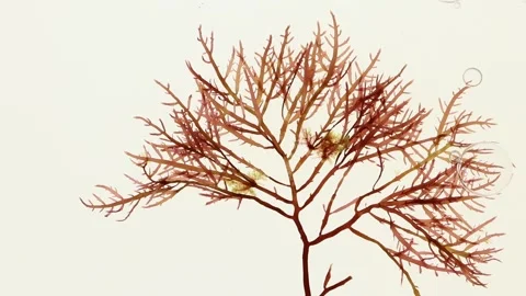 Gelidium sesquipedale red algae swaying with air bubbles Stock Footage 339417317