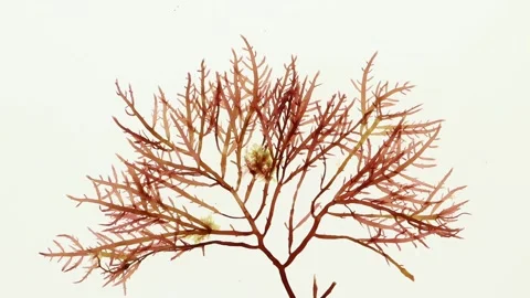 Gelidium sesquipedale red algae swaying for spa and cosmetic concepts Stock Footage 340127495