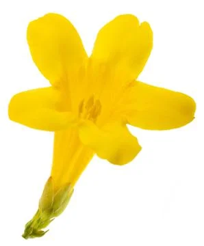 Gelsemium sempervirens Stock Photos