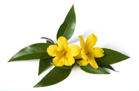 Gelsemium sempervirens Stock Photos