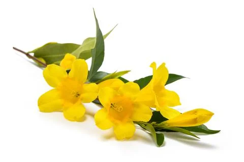 Gelsemium sempervirens Stock Photos