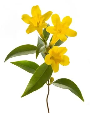 Gelsemium sempervirens Stock Photos