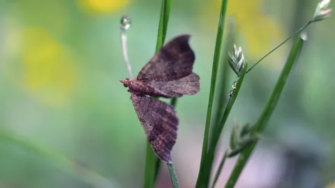 Gem Moth Resting On Stem Of Green Plant In Garden. - close up Stock Footage 145966495