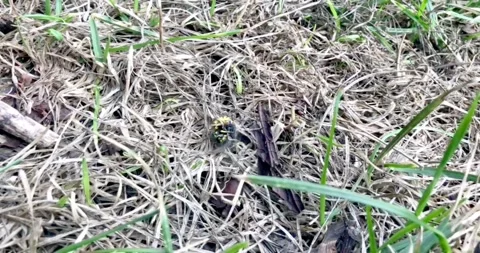 Gemeine Wespe im Kampf mit einer Fliege. Video stock 138916807