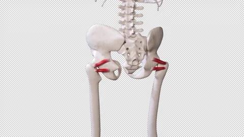 Gemellus Muscle Movement 動画素材 309001567