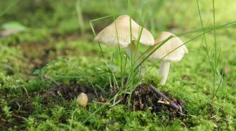 Gemini mushrooms Stock Photos