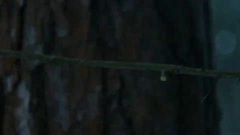 Gemmas, blurred background Stock Footage 122427468