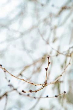 Gems of a Tree, background with snow Stock Photos