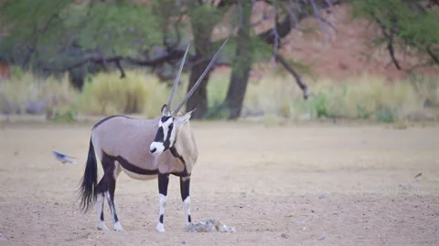 Gemsbok antelopes walking across the red dunes of the Namib Desert, Namibia. Stock-Footage 338396012