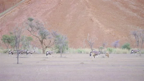Gemsbok antelopes walking across the red dunes of the Namib Desert, Namibia. Video stock 338396038