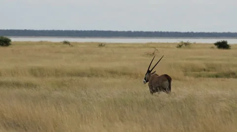 Gemsbok eating Stock Footage 55782352