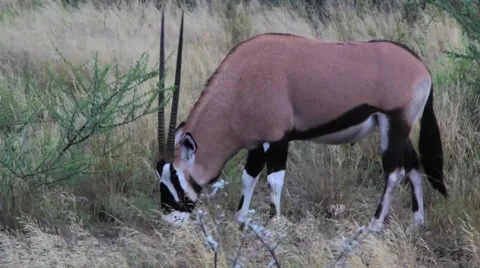 Gemsbok Stock Footage 1076675