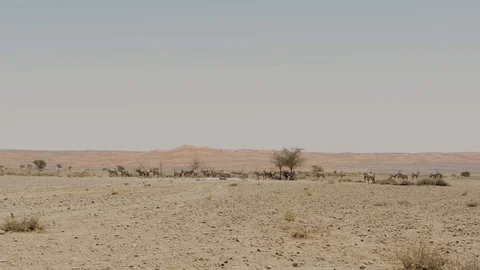 Gemsbok herd in the heat Stock Footage 125956418