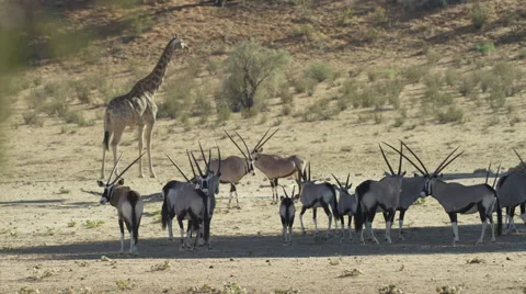 Gemsbok - herd in shade, giraffe behind. Africa animal mammal 4K uhd group Stock Footage 54718097