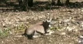 Gemsbok laying HD HD Footage