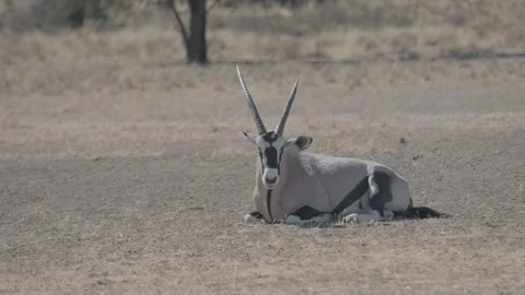Gemsbok laying on Stomach Chewing Grass in Empty Plains Stock Footage 236381453